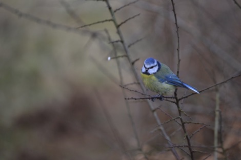 Blue tit on a twig